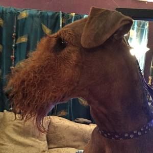 Meet your Posher, Robert